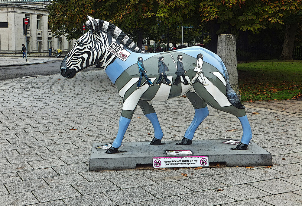 Southampton Zebra 6